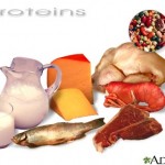 Protein Needs For Athletes